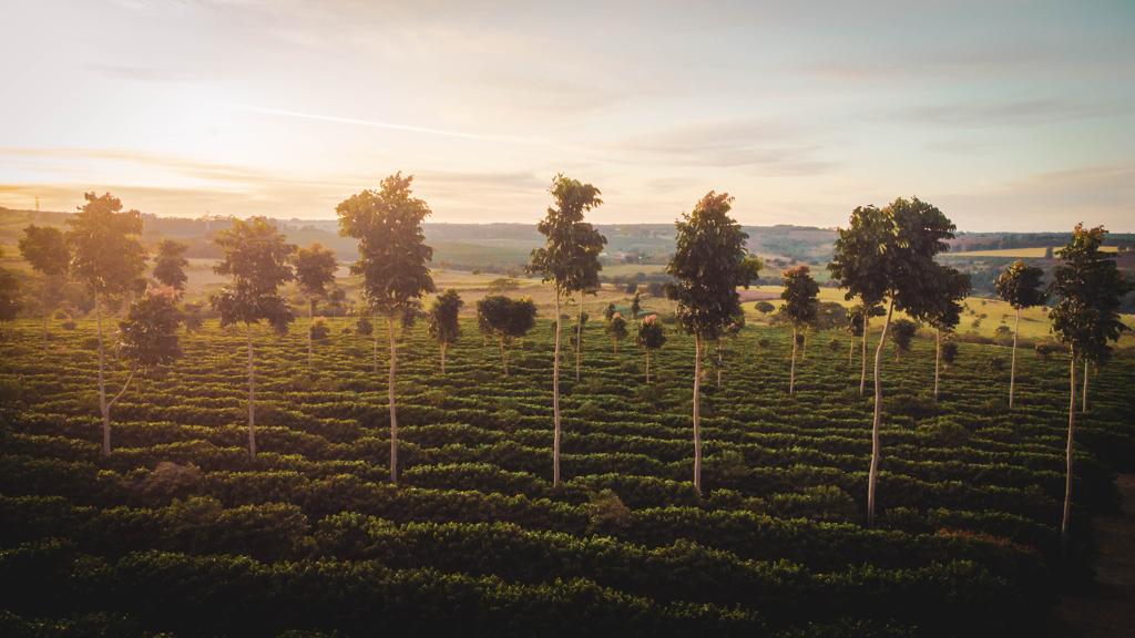 Fazenda Santa Rita do Morro Grande